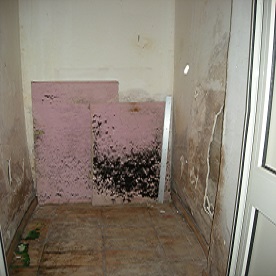 muffa_come_comportarsi_blog_homing_immobiliare_caserta